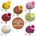 Afbeelding van Bolchrysant gehoest P19 geen kleur Divers